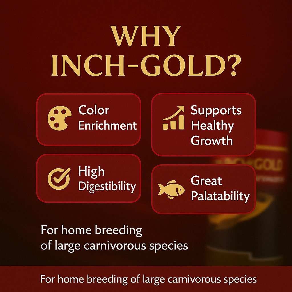 Inch Gold Large Arowana, 454G for Large Arowanas and Carnivorous Fish