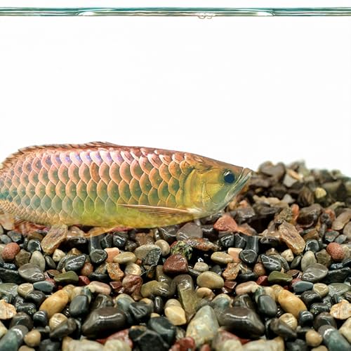 Aquarium Natural Decoration Stone | Flat Stream River Stone | Rio Xingu |