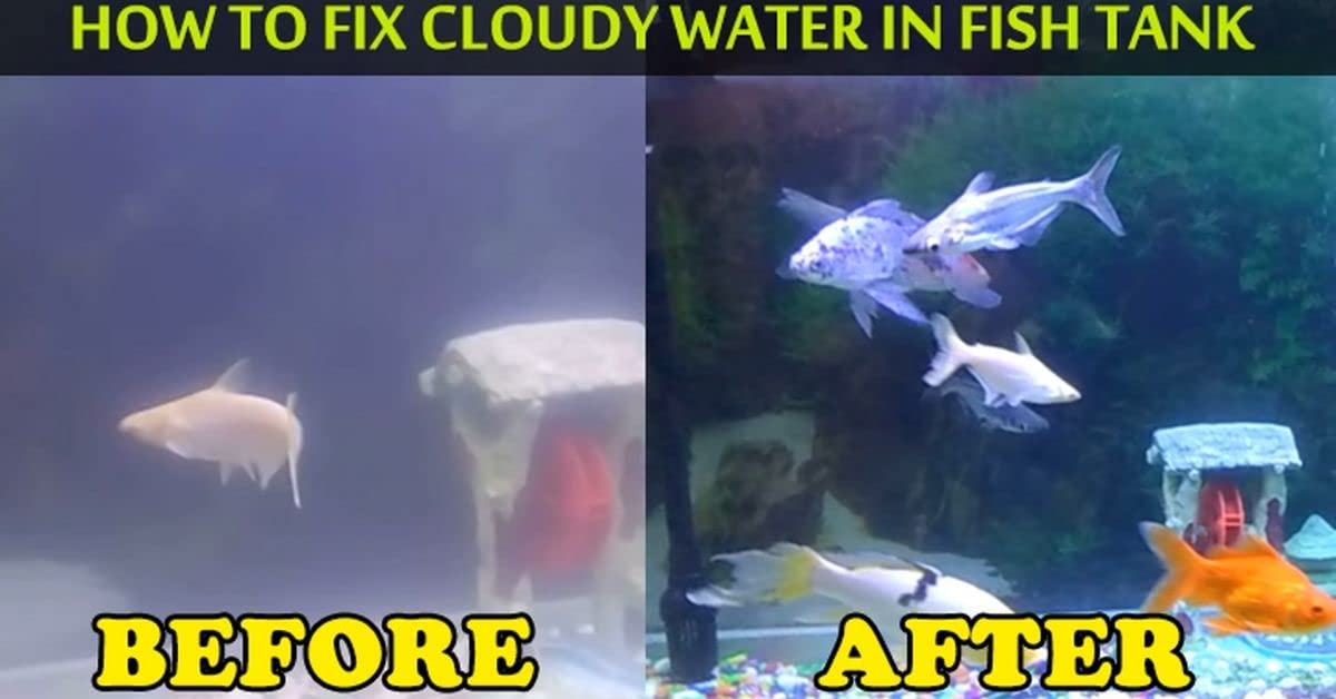 Petzlifeworld Aquatic Remedies Aquaria Clear for Aquarium Fish Tank Cloudy Water Remover | for Crystal Clear Water (Pack of 2 * 120 ML| 240 ML)