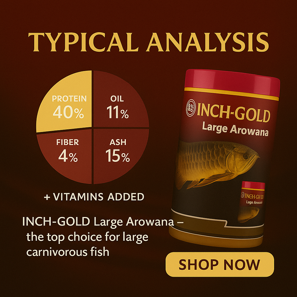 Inch Gold Large Arowana, 454G for Large Arowanas and Carnivorous Fish