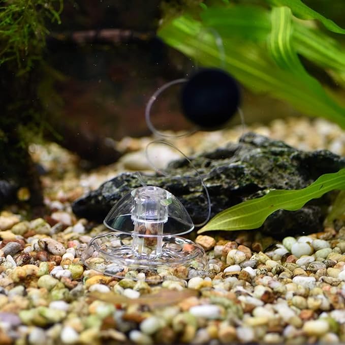Petzlifeworld Transparent Clear Planted Aquarium Fish Tank Snail Trapper Snail Catching Trap Box | Safe and Doesnt Harm Other Aquatic Species | Easy to Use