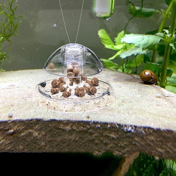 Petzlifeworld Transparent Clear Planted Aquarium Fish Tank Snail Trapper Snail Catching Trap Box | Safe and Doesnt Harm Other Aquatic Species | Easy to Use