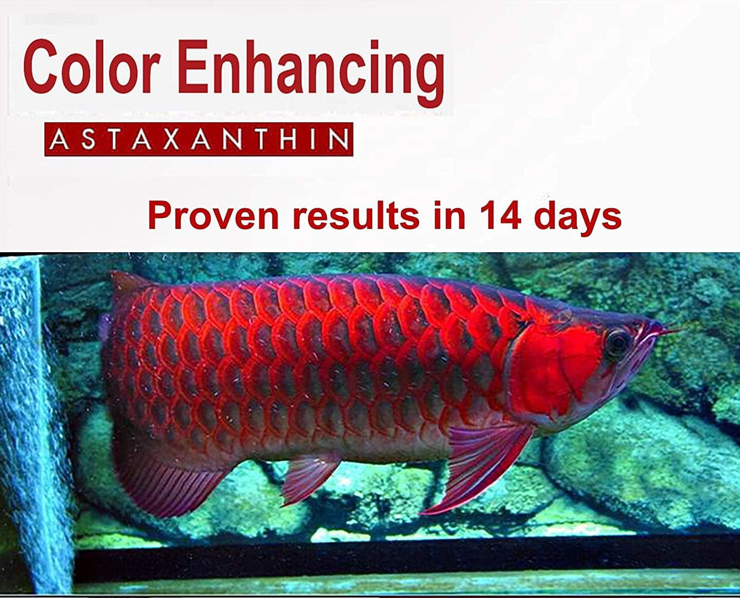 Merman (5G) Aquarium Fish Colour Enhancer Feed Additive Supplement (Carophyll Red