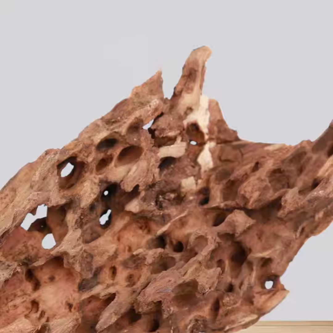 VAYINATO Aquarium Hardscape Shrimp Wood - 1 Pcs - ( 10-15 Cm )