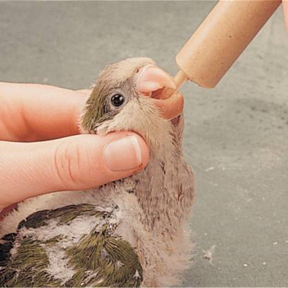 StarFarms Royal Wings Hand Feeding Formula - PetzLifeWorld