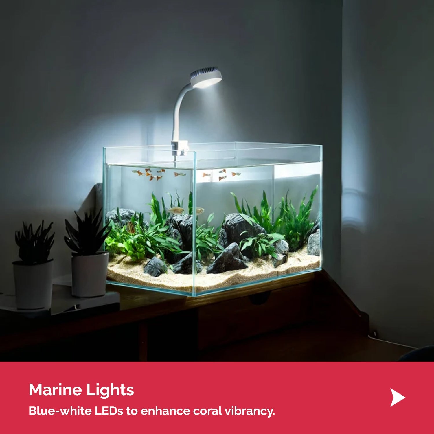 Marine Light