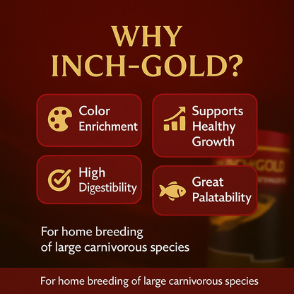 Inch Gold Large Arowana, 454G for Large Arowanas and Carnivorous Fish