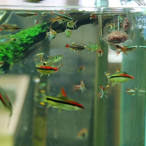 Petzlifeworld Premium Glass Live Blood Worms Feeding Cone with Sucker for Aquarium Fish Tank | Easy to Feed Live Worms Without Making You Tank Messy (PinHole Type Feeder)