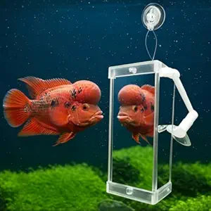 Petzlifeworld Rumble Fish Grooming Mirror for Aquarium Fish Training Mirror (10.5 cm H × 5.6 cm L)| Floating Ball & Suction Cup, Interactive Exercise Toy for Fish & Stress Relief