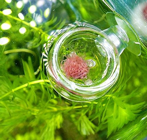 Petzlifeworld Premium Glass Live Blood Worms Feeding Cone with Sucker for Aquarium Fish Tank | Easy to Feed Live Worms Without Making You Tank Messy (Grooved Slice Type Feeder)