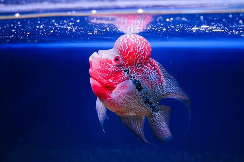 Ocean Free XO Green (Original) Fish Food, 280ML/100G | Increase Head Growth and Shape for Flowerhorn Fish by Petzlifeworld