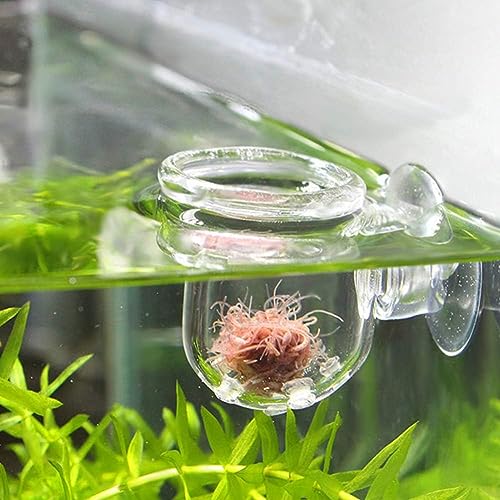 Petzlifeworld Premium Glass Live Blood Worms Feeding Cone with Sucker for Aquarium Fish Tank | Easy to Feed Live Worms Without Making You Tank Messy (PinHole Type Feeder)