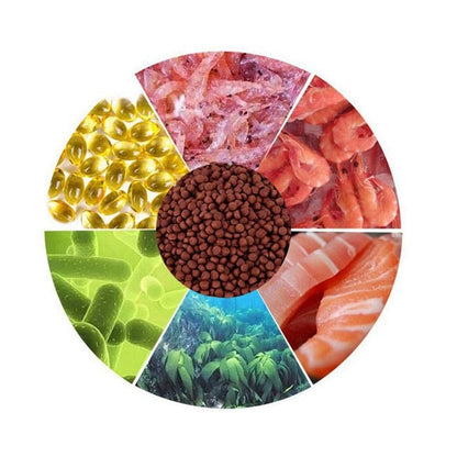 petzlifeworld Horizone Royal Oscar Daily Nutrition Fish Food, 100G (Pack of 2)