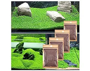 Petzlifeworld Fish Tank Decoration Carpet Live Plant Seeds for Planted Aquarium (Pack of 4) by Petzlifeworld