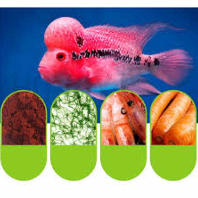 Ocean Free XO Green (Original) Fish Food, 280ML/100G | Increase Head Growth and Shape for Flowerhorn Fish by Petzlifeworld