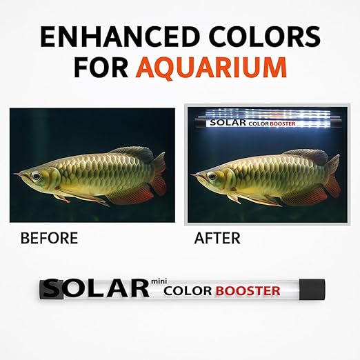Bluepet Solar Colour Booster Aquarium LED Light – Tanning Pro Fish Color Enhancing Lamp | Professional Aquarium Lighting for Arowana, Channas, Cichlids, Flowerhorn by petzlifeworld
