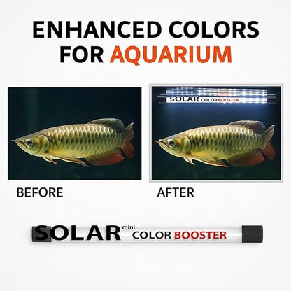 Bluepet Solar Colour Booster Aquarium LED Light – Tanning Pro Fish Color Enhancing Lamp | Professional Aquarium Lighting for Arowana, Channas, Cichlids, Flowerhorn by petzlifeworld