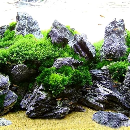 Petzlifeworld Premium Seiryu Rock – Natural River Rock for Aquascaping, Terrariums & Freshwater Aquariums