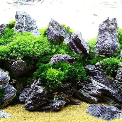 Petzlifeworld Premium Seiryu Rock – Natural River Rock for Aquascaping, Terrariums & Freshwater Aquariums