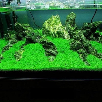 Planted Aquarium Carpet Plant seed