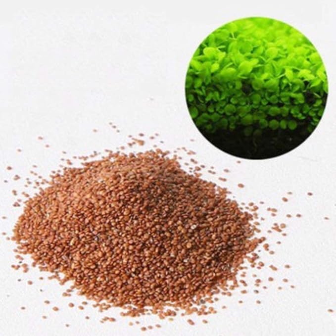 Petzlifeworld Fish Tank Decoration Carpet Live Plant Seeds for Planted Aquarium (Pack of 4) by Petzlifeworld