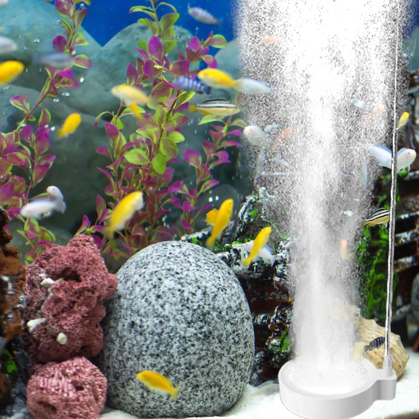 Petzlifeworld Aquarium 2 Inch (White) Disc Air Stone with 2m Tube – Fine Bubble Diffuser for Fish Tank (Pump Not Included)