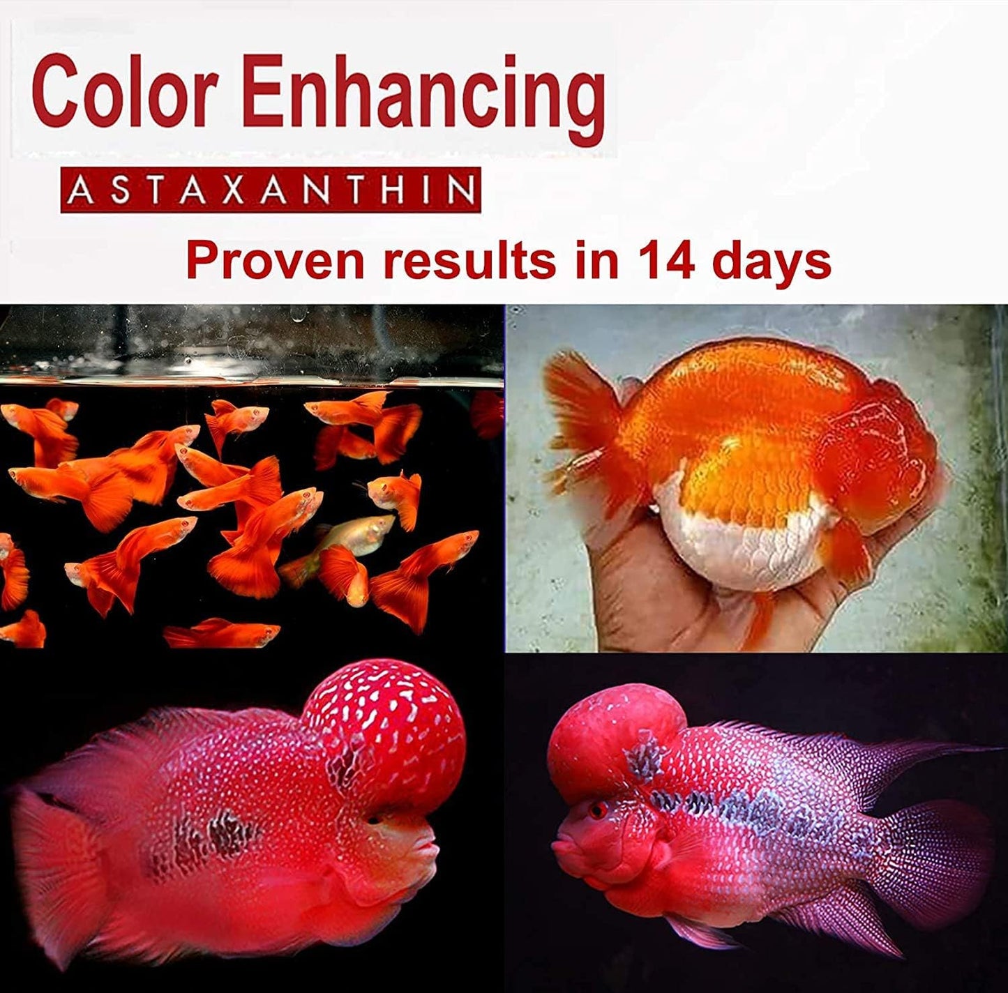 Merman (5G) Aquarium Fish Colour Enhancer Feed Additive Supplement (Carophyll Red