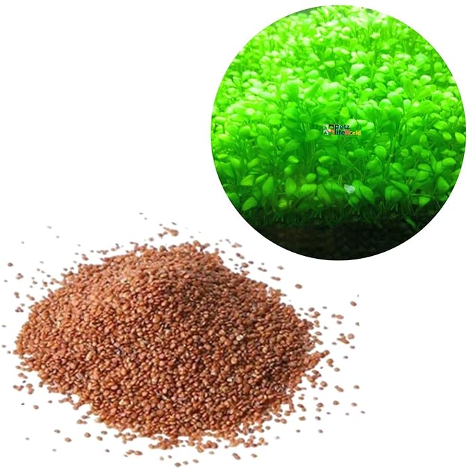 Planted Aquarium Carpet Plant seed