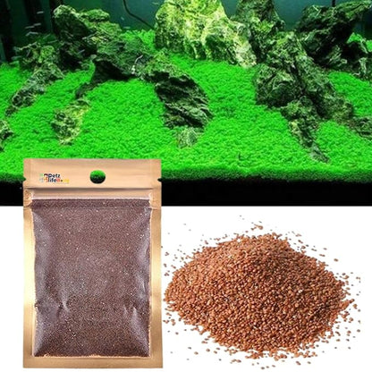 aquarium seed plants Planted Aquarium Carpet Plant seed – PetzLifeWorld