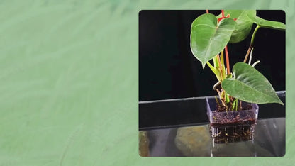 Petzlifeworld 2 Pcs White-Plastic Hanging Water Plant Holder (Square) Pot for Aquarium Fish Tank