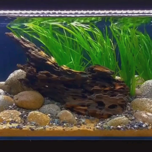 VAYINATO Aquarium Hardscape Shrimp Wood - 1 Pcs - ( 10-15 Cm )