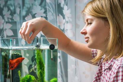 Betta fish food best sale amount