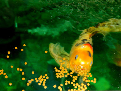 Champion Gold Fish Feed Premium 100G | Special Color Enhancer - PetzLifeWorld