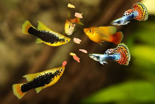 Merman Artemia Flakes Natural Aquarium Flakes Fish Food 55g | 54% Protein | for Stunning Colour and Health