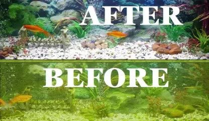 Quanlong Fish Tank Cleaner, 20ML | Salt & Stone Dust Remover for Aquarium Fish Tank (Pack of 2)