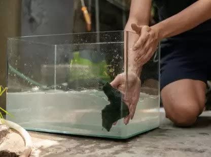 Quanlong Fish Tank Cleaner, 20ML  Salt & Stone Dust Remover for