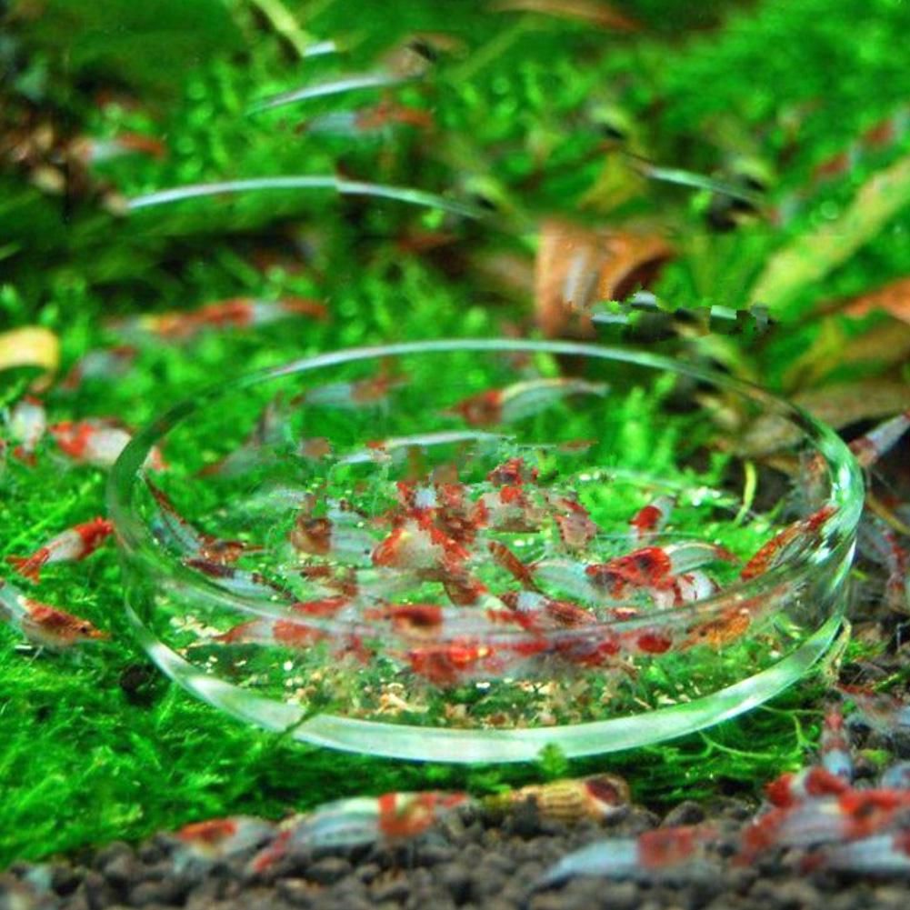 Aquarium Glass Shrimp Feeding Tray