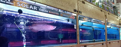 Neo Helios Solar Booster Arowana Tanning Light