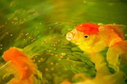 WA Eterno-Gold Sinking Pellets Fish Feed 220g - PetzLifeWorld