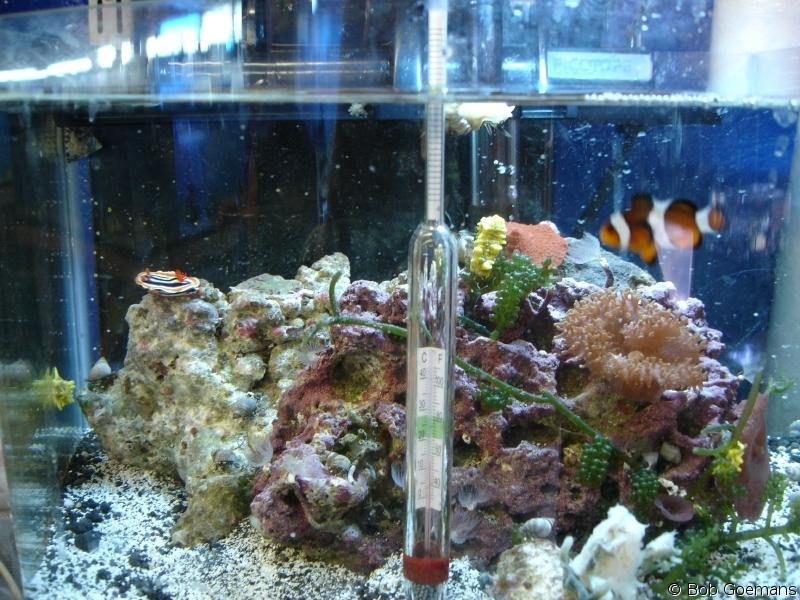 Hydrometer Floating Salt Hydrometer Fish Tank Aquarium Glass Floating Sea Water Hydrometer - PetzLifeWorld