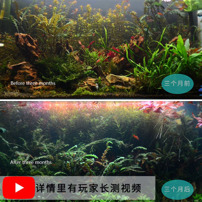 Coco Aquarium Clip On Top WRGB LED Light For Plant Growth and Colourful Fish