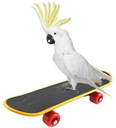 Petzlifeworld Bird Toys Parrot Toys Funny Intelligence Skateboard Toy Stand Perch Toy for Parakeet Cockatiels Plastic Training Aid For Bird