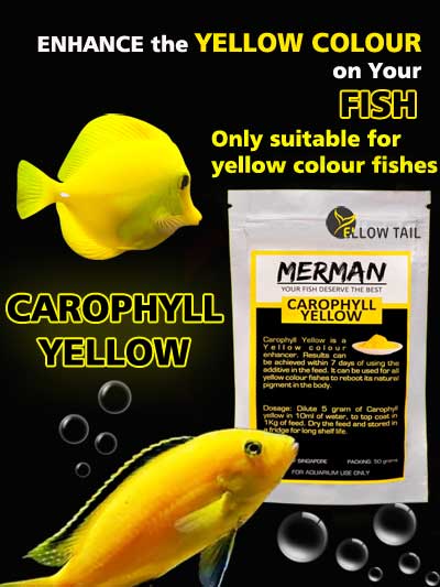 Merman Carophyll Yellow Powder Will Increase The Color On Fish - PetzLifeWorld