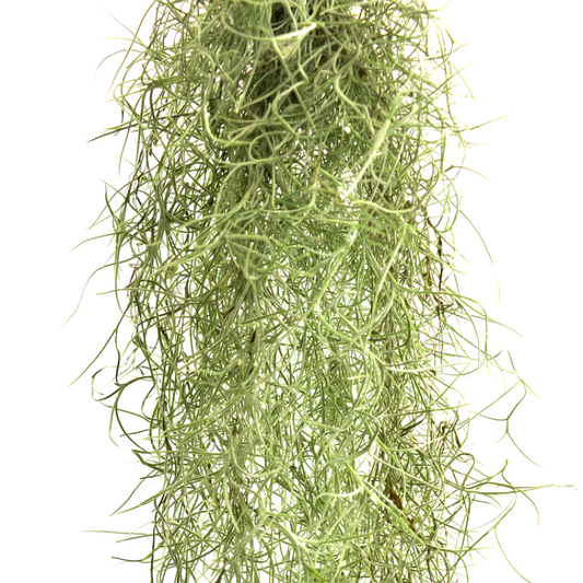 Spanish Moss ( Tillandsia usneoides) Indoor AirPlants
