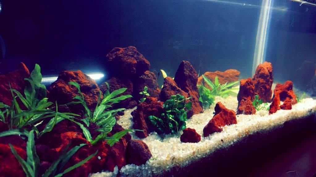 Red Fish Tank Rocks Red Lava Stone for Aquarium, Natural Volcanic Rock Landscape Decoratio ...