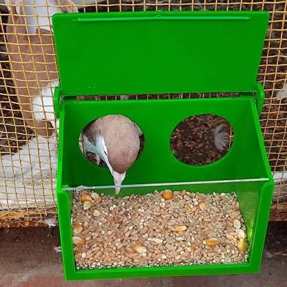 Petzlifeworld Green Color Bird Food Feeding Box in Clamp cage Out Side suitably to Pigeon and Medium Size Birds Window Bird Feeder